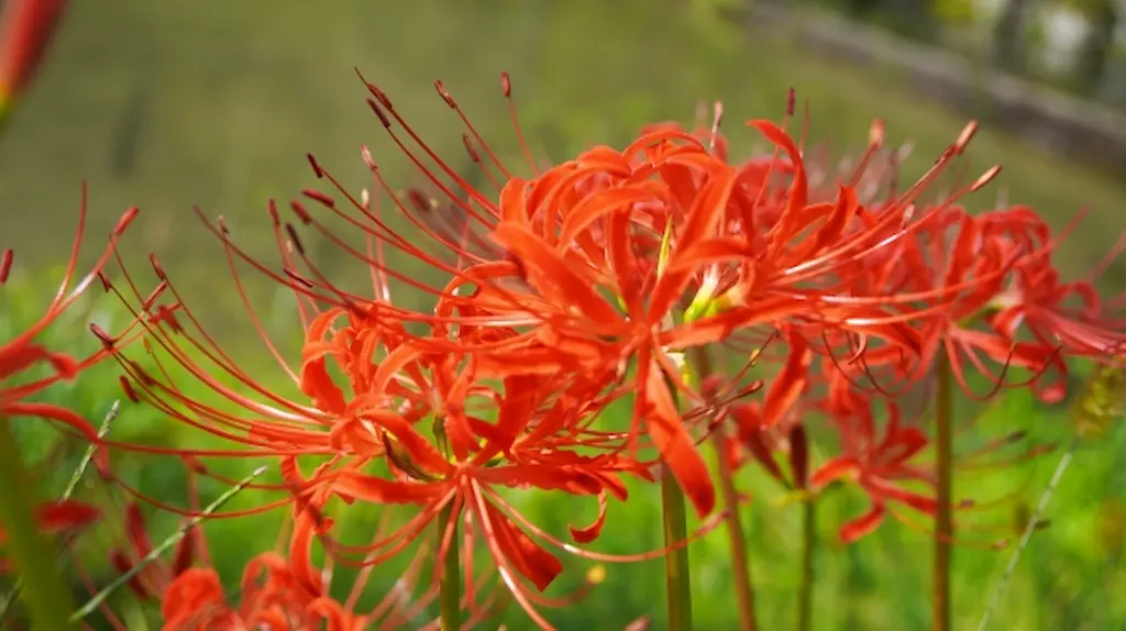 お墓の種類に関するよくある質問