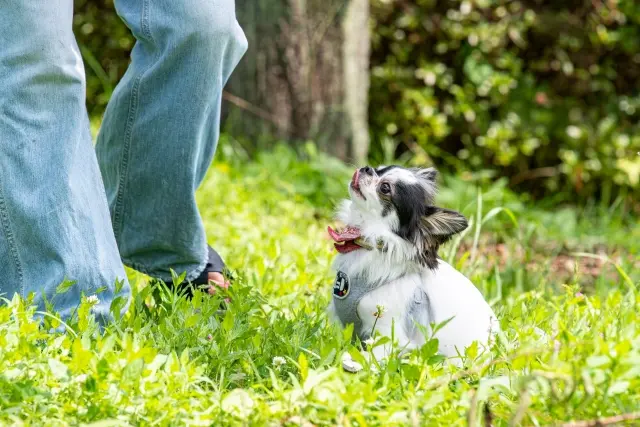 ペットと一緒に入れるお墓