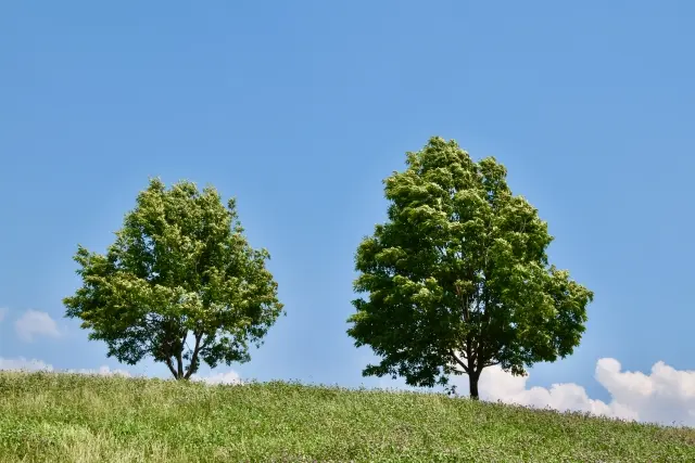 樹木葬での合祀の費用