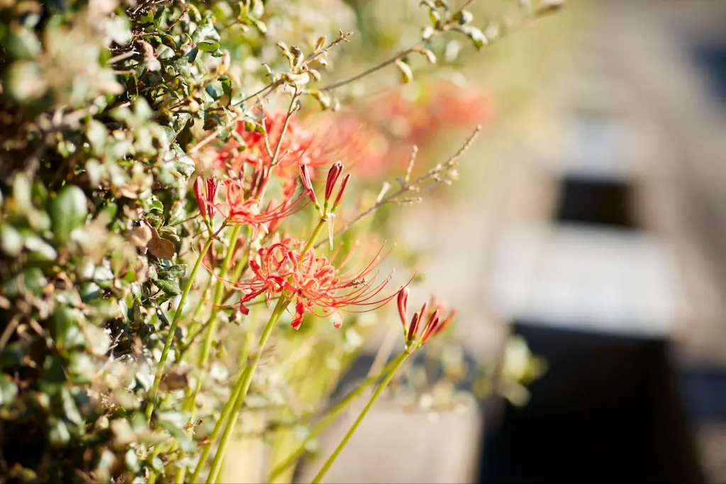 樹木葬 永代供養