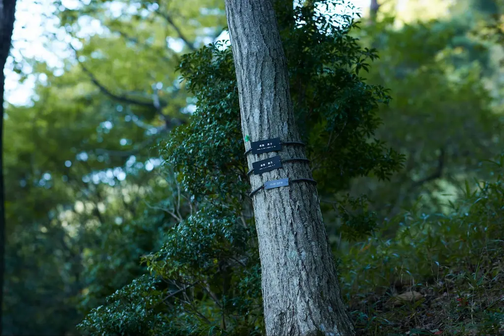 樹木葬は永代供養？